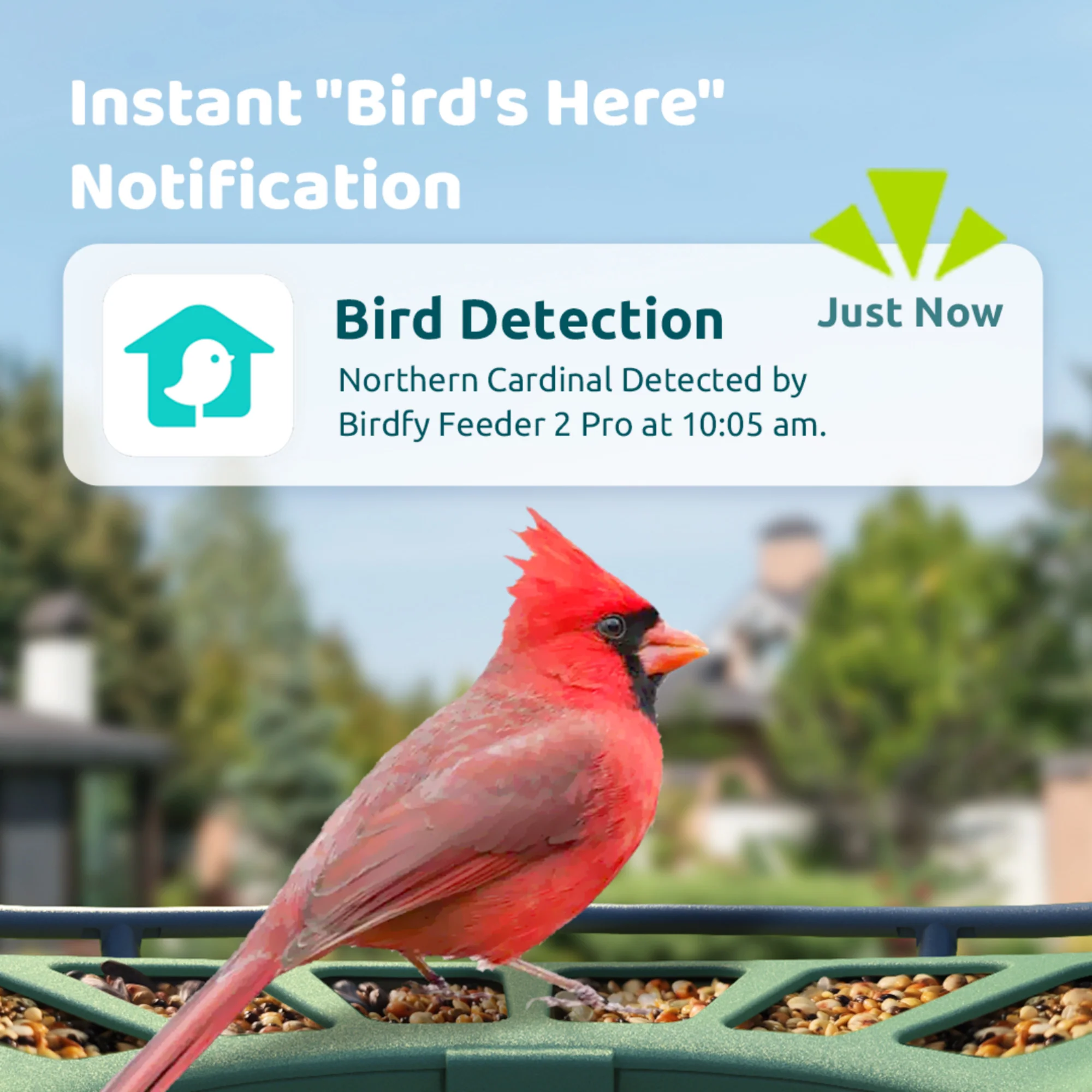 Birdfy feeder 2 Pro AI with Solar - Image 4